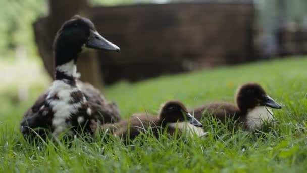 Ördek yavrusu closeup grup ve yeşilbaş ördek bir parkta yeşil çimenlerin üzerinde anne — Stok video
