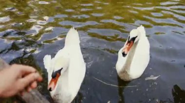 İnsan eli iki beyaz kuğu yeşil çim ile beslenir. Beyaz Kuğu yüzen ve yeme.