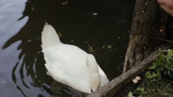 男子手喂两只白天鹅, 绿草。白天鹅在游泳和进食. — 图库视频影像