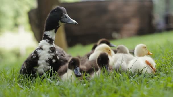 Kind neemt een eendje in handen. Close up van eendjes groep en moeder mallard Duck op een groen gras in een park — Stockvideo
