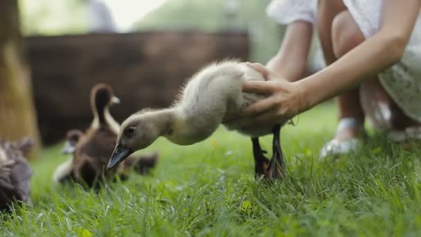 Petite fille met un canard sur une herbe et le laisse rejoindre sa mère et d'autres canetons .
