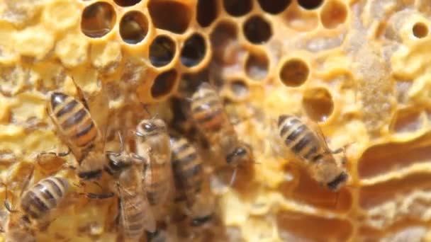Bienen wandeln Nektar in Honig um. Nahaufnahme von Bienen auf Bienenwaben im Bienenhaus