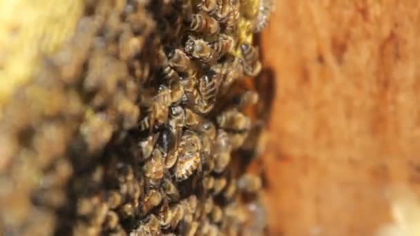 Пчелы превращают нектар в мед. крупный план пчел на сотах на пасеке — стоковое видео