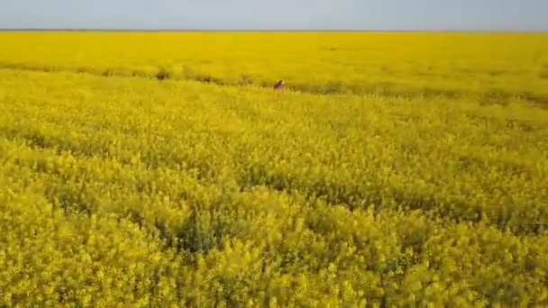 Jolie fille délibérée qui court sur le chemin parmi les champs de viol jaune - vue aérienne. Les cheveux bougent dans le vent .