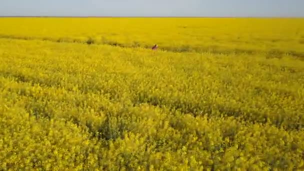 Ganska målmedveten tjej kör på vägen bland gula rapsfält - Flygfoto. Hår vajande i vinden. — Stockvideo