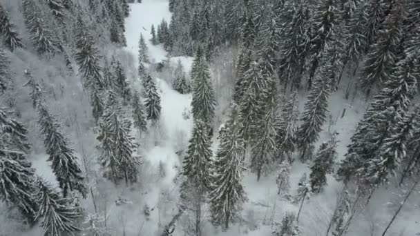 Luchtfoto van winter bergen bedekt met pijnbomen. Lage vlucht over besneeuwde spar bos. Schoonheid van wildlife op besneeuwde dag. — Stockvideo