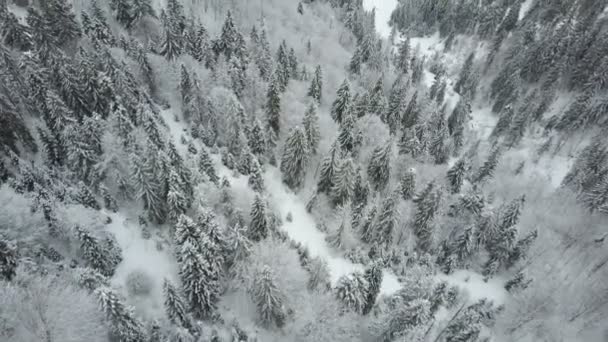 冬の山の空撮は、松の木で覆われています。雪のトウヒ林経由便を低. — ストック動画