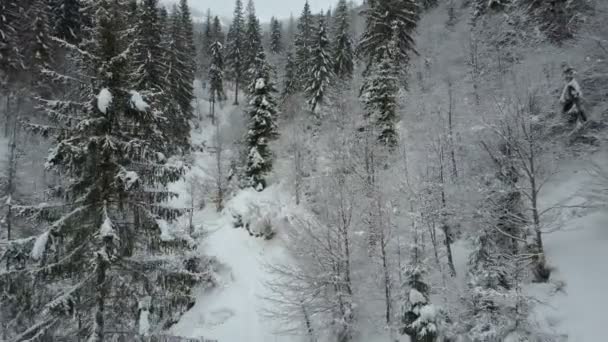 Letecký pohled na zimní smrkové zasněženého lesa. Nízké letu přes řeku a borovic pokryty sněhem. Krása přírody na zasněžený den. — Stock video