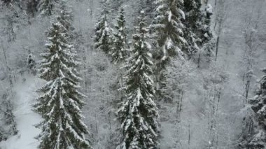 Havadan görünümü karlı kış çam ormanı. Bir nehir üzerinde uçuş düşük ve kar ile kaplı ağaçlar çam. Güzellik karlı gün yaban hayatı.