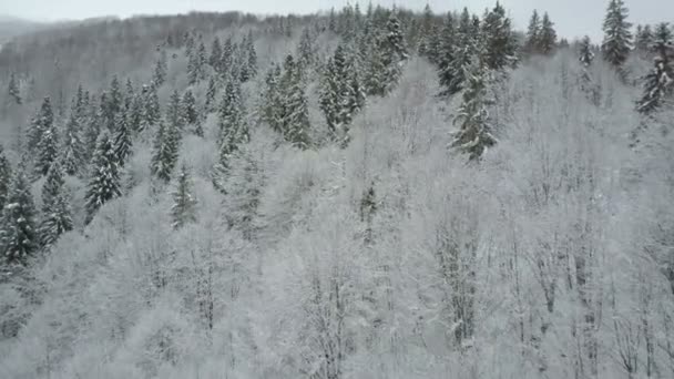 冬の山の空撮は、松の木で覆われています。雪のトウヒ林のフライトを低い。雪の日に野生動物の美しさ. — ストック動画