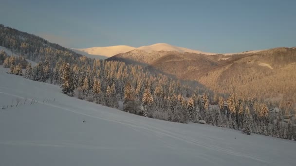 Voo sobre elevador cadeira de cabo e pinheiros na estância de esqui de montanha no inverno. Montanhas com pinheiros cobertos de neve . — Vídeo de Stock