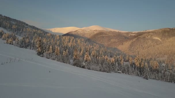 Flight over cable chair lift and pines in mountain ski resort in winter. Mountains with pine trees covered with snow. — Stock Video