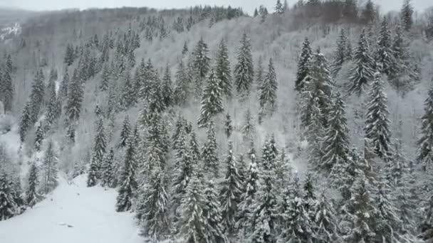 冬の山の空撮は、松の木で覆われています。雪のトウヒ林のフライトを低い。雪の日に野生動物の美しさ. — ストック動画