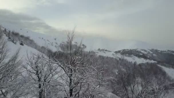 Luchtfoto van sneeuw bedekt bos in de winter bergen. — Stockvideo