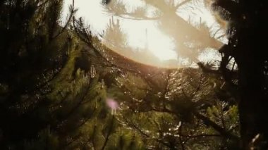 Çamın dalları rüzgar yağmur sonra güneşli bir günde titreyen. Dışa dönük ve köpüklü su damlaları ile muhteşem orman sahne.