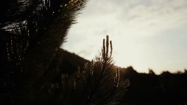 Kiefernzweige zittern im Wind nach dem Regen an sonnigen Tagen. prachtvolle Waldszene mit glitzernden Wassertropfen. — Stockvideo