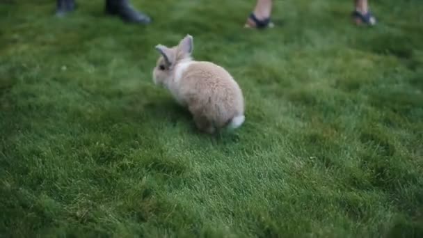 O pequeno coelho fofo anda em uma grama verde entre pessoas. Movimento lento . — Vídeo de Stock