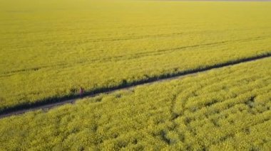 Sarı tecavüz alanları - havadan görünümü arasında yolda kaçan çok maksatlı kız. Saç rüzgarda sallayarak.