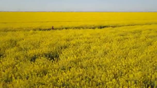 Aérienne - Jolie fille délibérée courant dans un champ de viol jaune par une journée ensoleillée. Les cheveux sont ondulés par le vent .