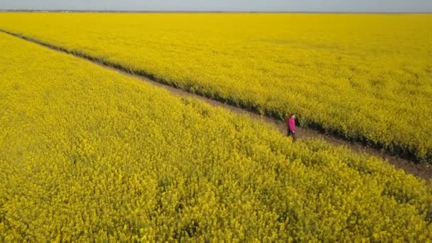 Menina bonita andando entre campos de estupro amarelo - vista aérea. O cabelo está acenando ao vento . — Vídeo de Stock
