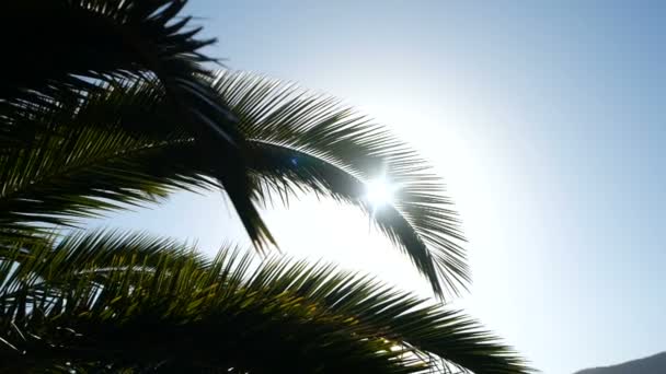 Sun rays pass through the branches of palm trees moving by tropical breeze — Stock Video