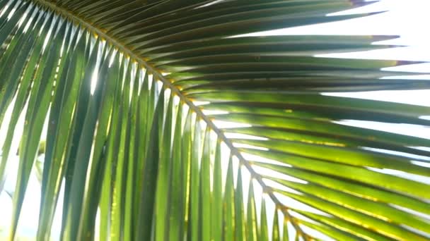 Les rayons du soleil traversent les branches des palmiers se déplaçant par la brise tropicale — Video