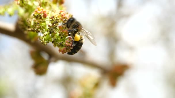 Η μέλισσα συλλέγει νέκταρ από ανθισμένα εξωτικά φυτά των Καναρίων Νήσων. Κοντινό κομμάτι ενός ιπτάμενου μέλισσας σε εξαιρετικά αργή κίνηση — Αρχείο Βίντεο