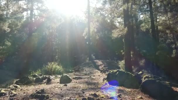 Camera moves slowly through a pine spruce forest in beautiful morning light. — Stock Video