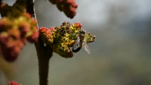 Бджола збирає нектар з квітучих екзотичних рослин Канарських островів. Крупний план літаючої бджоли в супер повільний рух — стокове відео