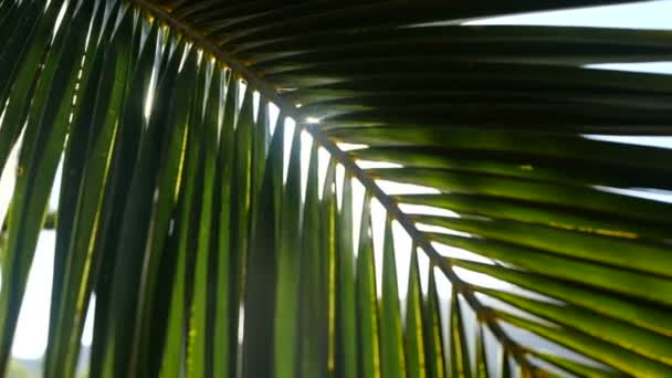 Solens strålar passerar genom grenarna av palmer som rör sig genom tropisk bris — Stockvideo
