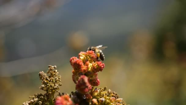 Bee samlar nektar från blommande exotiska växter av Kanarieöarna. Närbild av ett flygande bi i Super slow motion — Stockvideo