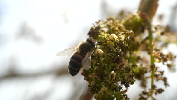 꿀벌은 카나리아 제도의 꽃이 만발한 이국적인 식물에서 꿀을 수집합니다. 슈퍼 슬로우 모션으로 날아다니는 꿀벌의 클로즈업 — 비디오