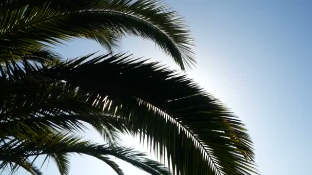 Promienie słoneczne przechodzą przez gałęzie drzew palmowych przemieszczane przez tropikalną bryzę. Powolny ruch liści palmowych nad niebieskim tle nieba. — Wideo stockowe