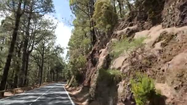 POV conduciendo a través de un bosque de pinos en las montañas. Punto de vista de conducción, vista desde el interior del coche en el bosque de pinos en verano . — Vídeo de stock