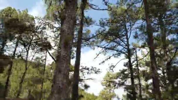 POV kör genom en tallskog i bergen. Synvinkel körning, utsikt inifrån bilen på tallskog på sommaren. — Stockvideo