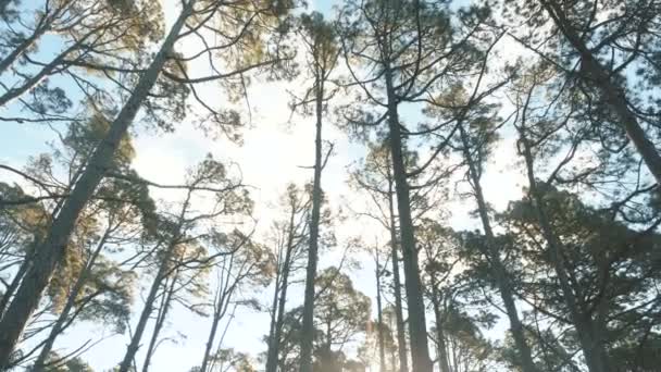 Langsame Bewegung durch einen Kiefernwald im schönen Morgenlicht. Sonnenstrahlen leuchten zwischen Bäumen. — Stockvideo