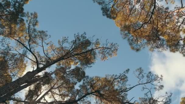 Mouvement cinématographique lent à travers une forêt d'épinettes de pins dans une belle lumière du matin. Vue du bas — Video