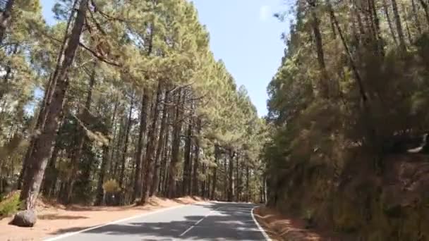 POV kör genom en tallskog i bergen. Synvinkel körning, utsikt inifrån bilen på tallskog på sommaren. — Stockvideo