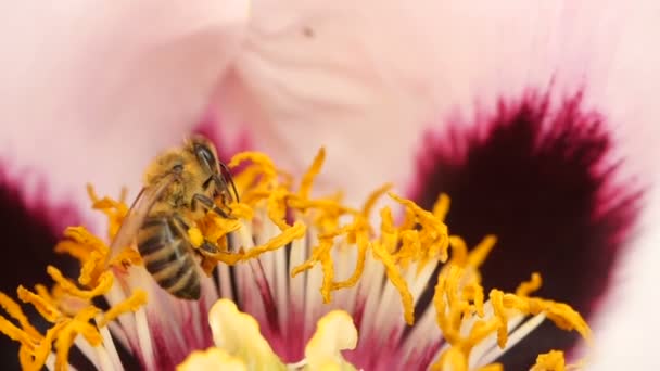 Bee verzamelt nectar uit de bloeiende bloem van een pioenroos. Close-up van een bee in Super Slow Motion — Stockvideo