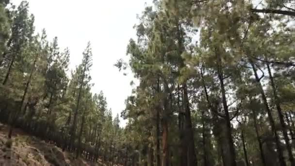 POV driving through a pine forest in mountains. Point of view driving, view from inside the car driving through a mountain forest road in fog and mis — Stock Video
