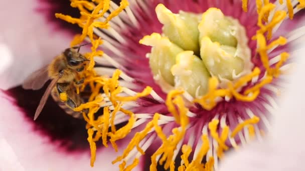 Die Biene sammelt Nektar aus der Blüte einer Pfingstrose. Nahaufnahme einer Biene in Superzeitlupe — Stockvideo