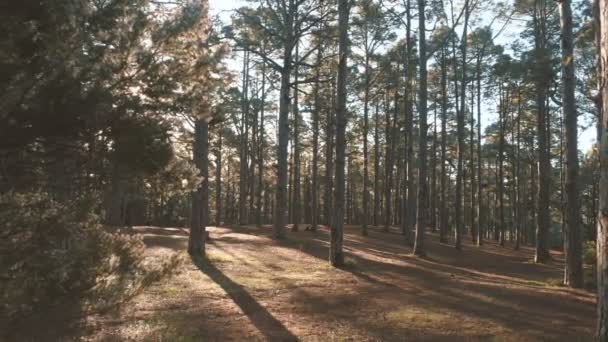 Pădurea de molid de pin în lumina frumoasă a dimineții. Fasciculele de soare trec prin ramuri . — Videoclip de stoc