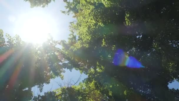 Mouvement cinématographique lent à travers une forêt dans la belle lumière du matin. Vue du bas 