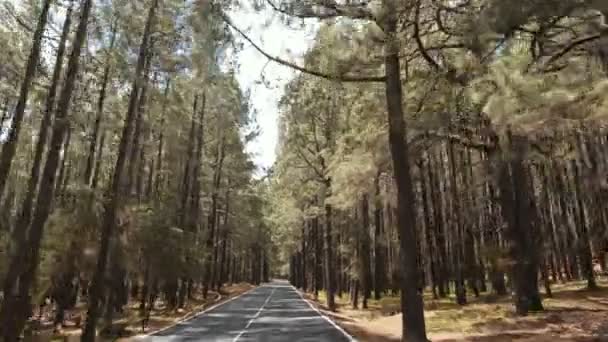 POV driving through a pine forest in mountains. Point of view driving,view from inside the car on pine forest in summer. — Stock Video