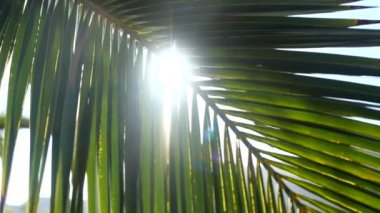 Güneş ışınları tropikal esinti ile hareketli palmiye ağaçları dalları geçer