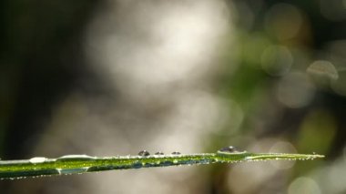 Fantastik güzel yağmur damlaları taze yeşil çim yaprakları üzerinde güneşte köpüklü çiy