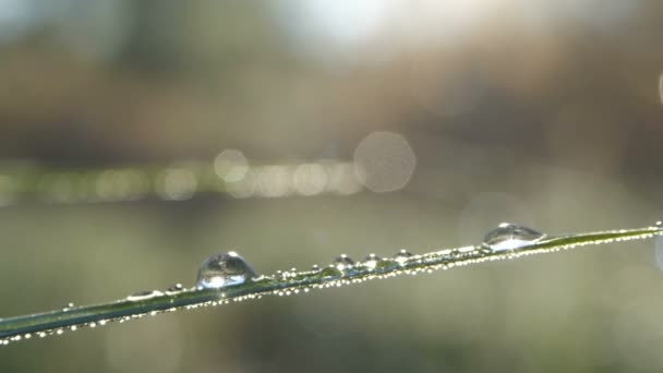 Vers Spring gras met dauw in prachtige zonsopgang licht — Stockvideo