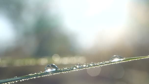 Φανταστική όμορφη δροσιά σταγόνων βροχής αφρώδη στον ήλιο σε φύλλα από φρέσκο πράσινο γρασίδι — Αρχείο Βίντεο