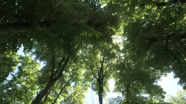 Mouvement cinématographique lent à travers une forêt dans la belle lumière du matin. Vue du bas 