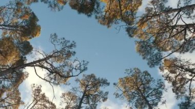 Güzel sabah ışığında bir çam ormanıalt görünümü. Alt görünüm